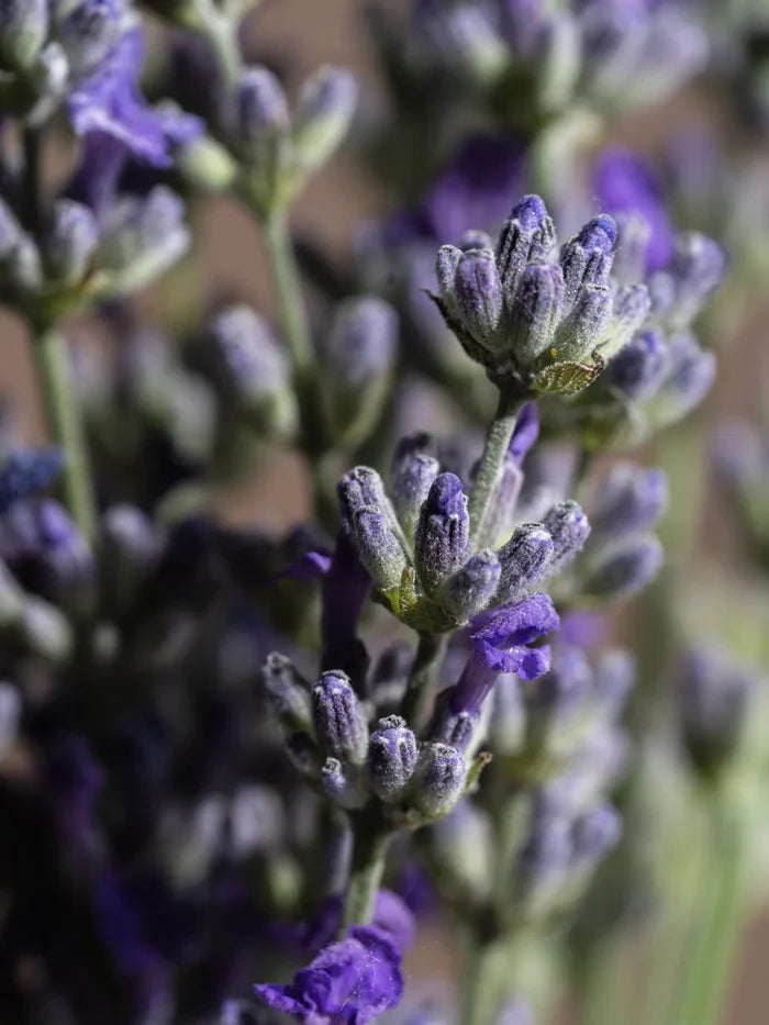 Pura Fragrance- Lavender Fields