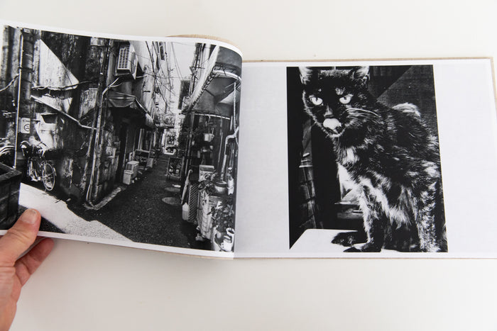 STRAY CATS